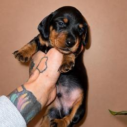 Abel - Black and tan male Dachshund puppy in Madison, Wisconsin from SK Miniature   Dachshunds