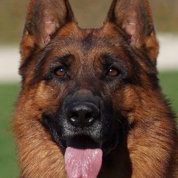 Zicco - German Shepherd
