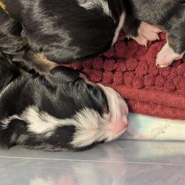 Grey Male - Black, white and red male Greater Swiss Mountain Dog puppy in Hockessin, Delaware from Simply Swissies