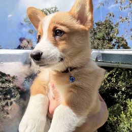 Boy 2 - Red male Pembroke Welsh Corgi puppy in Ridgeland, South Carolina from FOF Lowcountry Corgis