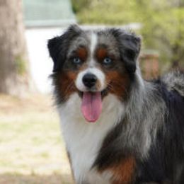 Butter - Miniature Australian Shepherd