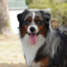 Butter - Miniature Australian Shepherd