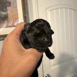 Girl 2 - Black female Miniature Schnauzer puppy in Upland, California from Rising Minis of Upland
