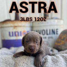 Astra - Silver female Dilute Retriever puppy in Puyallup, Washington from 12 Door Farm Labradors