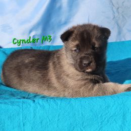 Cynder Male 3 - Agouti and white male Siberian Husky puppy in Hiawassee, Georgia from Chastains Huskies