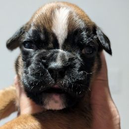 Euro girl 4 - Ada - Fawn female Boxer puppy in Campbellsville, Kentucky from Bellbox German Boxers