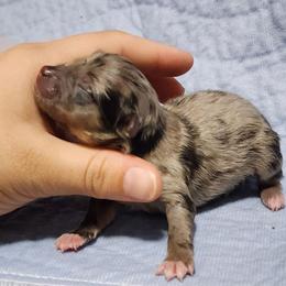 Peppermint - Blue merle female Pomeranian puppy in Fort Worth, Texas from Picture Perfect Poms