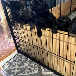 Yukon - Labrador Retriever puppy from Long Valley Labradors