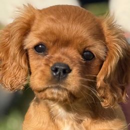 Maverick - Ruby male Cavalier King Charles Spaniel puppy in Draper, Utah from Cavachon Love Chocolate Cavaliers, Cavaliers, Cavachon’s, Cavapoos
