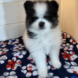 Leo - Black and tan parti male Pomeranian puppy in New Oxford, Pennsylvania from J&T French Bulldog & Pomeranian Palacio