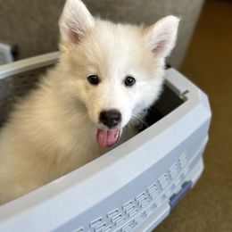 Chewie - Pomsky puppy in Sudbury, Massachusetts from Teddy Bear Pomskies