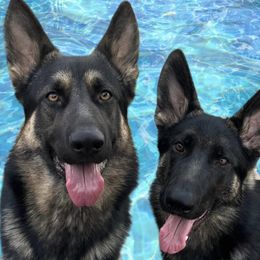 German Shepherds from Clever Boots Kennel