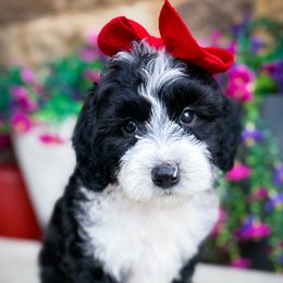 Pepper - Black and white female Sheepadoodle puppy in Marion, Ohio from Doodles & Doxies