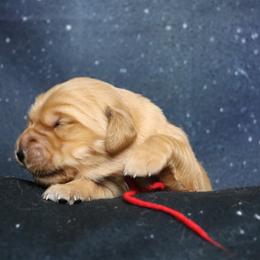 Lilly red collar - Dark golden female Golden Retriever puppy in Great Falls, Montana from VS Golden Fields