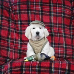 Golden Retriever Puppies from K & M Golden Retrievers