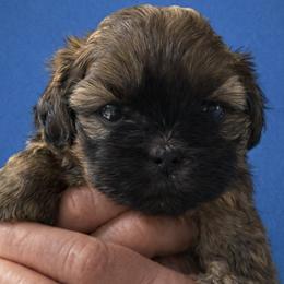 Ryder - Red male Shih Tzu puppy in Tallahassee, Florida from Bows and Bow Ties