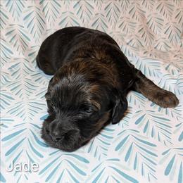Jade - Brown and tan female Cockapoo puppy in Sunset, Louisiana from Cano Cockapoos