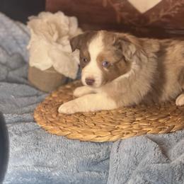 Nemo - Red merle male Miniature Australian Shepherd puppy in California from Eagle River Aussies