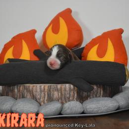 Australian Shepherd Puppies from Starlit Grove Australian Shepherds