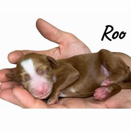 Roo - Red female Australian Labradoodle puppy in Upland, California from Kings Labradoodles