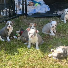 Boston Terrier puppies from Valerie’s Boston Terriers