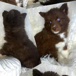 Grove - Red and white male Siberian Husky puppy in Florence, Kentucky from Moonlight Howl Huskies