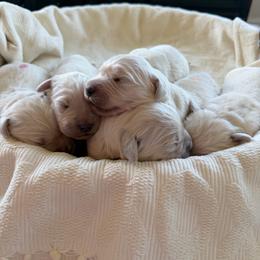 Pick 1 - Light golden male Golden Retriever puppy in Deer Lodge, Tennessee from SelahGold