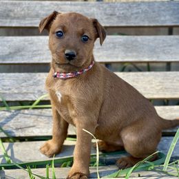 Girl 3 - Irish Terrier puppy from Avonlea Terriers