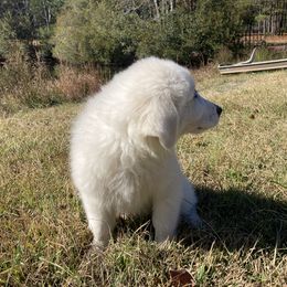 Great Pyrenees Puppies from Sweet Land of Liberty