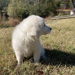 Great Pyrenees Puppies from Sweet Land of Liberty