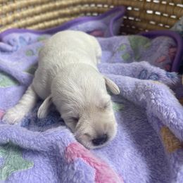 Miniature Schnauzer Puppies from Miniature Schnauzer Paradise llc