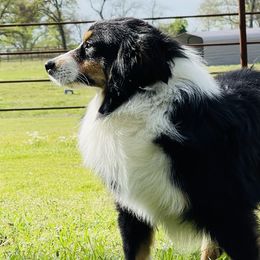 Miniature Australian Shepherds and Toy Australian Shepherds from T Bar T Aussies