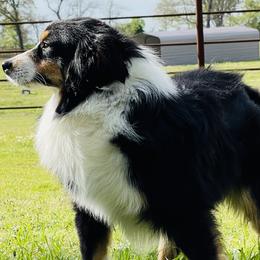 Miniature Australian Shepherds and Toy Australian Shepherds from T Bar T Aussies