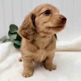 Chocolate Cream Dapple - Dapple female Dachshund puppy in Nampa, Idaho from Long_and_Low_Dachshunds