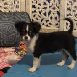 Boulder - Black and tan male Chihuahua puppy in Northboro, Iowa from So Sweet Chihuahuas