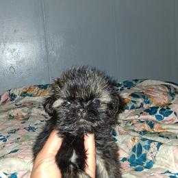 Boy 3 - Black male Shih Tzu puppy in Birmingham, Alabama from K&D kennels