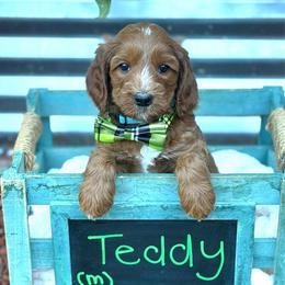 Teddy - Red male Australian Labradoodle puppy in Citrus Heights, California from Elite Blend Labradoodles