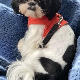 Banana - Shih Tzu