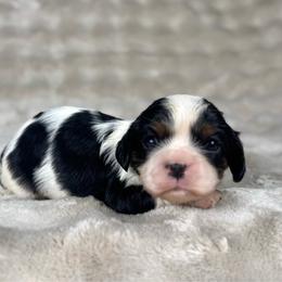 Nana - Tri-color female Cavalier King Charles Spaniel puppy in Bedias, Texas from JSK Aussie and Cavaliers