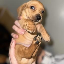 Stetson - Red male Dachshund puppy in Queen Creek, Arizona from Western Weens