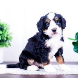 Girl 7 - female Bernedoodle puppy in Arthur, Illinois from Central Illinois Bernedoodles