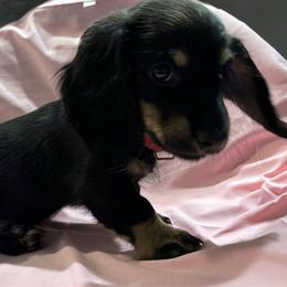 Roxy - Black and cream female Dachshund puppy in Bradenton, Florida from Leah’s Suncoast Doxies