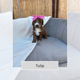 Tulip - Red  female Goldendoodle puppy in Las Vegas, Nevada from Bridges Goldendoodles