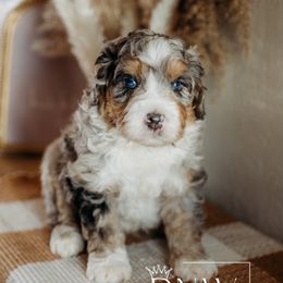 Reef - Blue merle Bernedoodle puppy in Grants Pass, Oregon from Royal Empire Bernedoodles