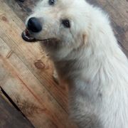 Anatolian Pyrenees from Woodland Farm