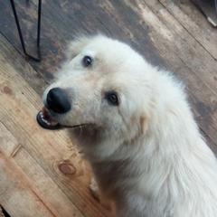 Anatolian Pyrenees from Woodland Farm