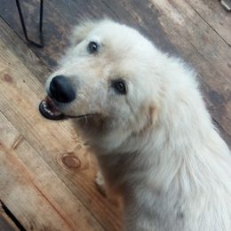 Anatolian Pyrenees from Woodland Farm