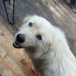 Anatolian Pyrenees from Woodland Farm