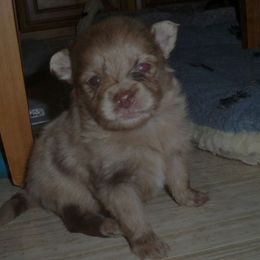 Boy 2 - Chocolate merle male Pomeranian puppy in Skowhegan, Maine from Countryside Pomeranians