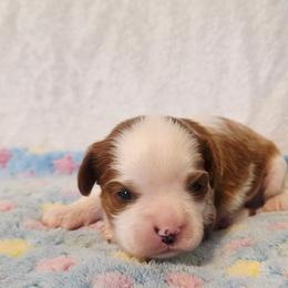 Leo - Blenheim male Cavalier King Charles Spaniel puppy in Pennsylvania from Julie's Cavalier King Charles Spaniels